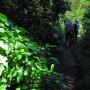 Typical trail section.